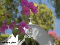 bouganvilla-en_