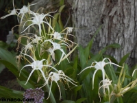 flowers-with-tree-en