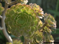succulent-tight-en