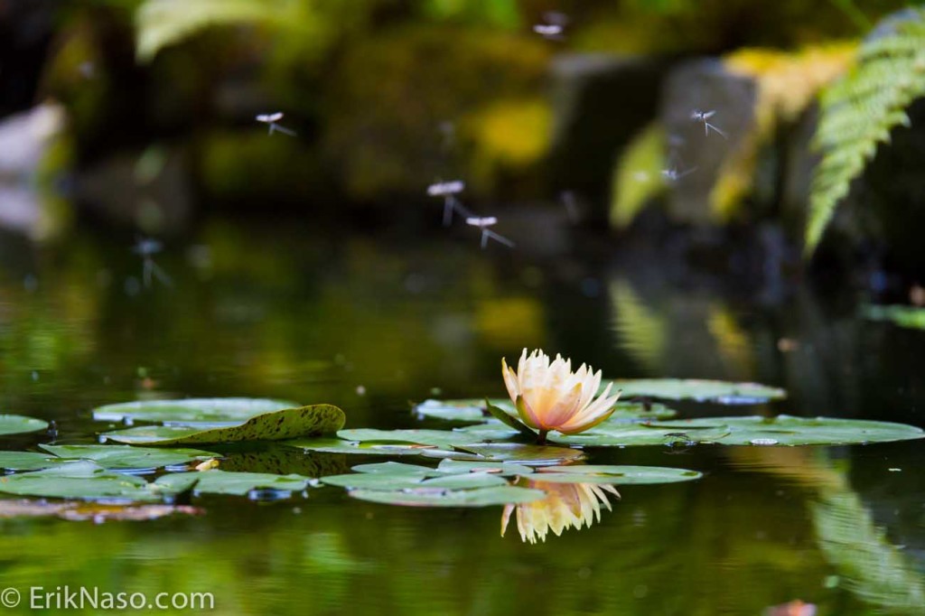 Flower in Pond