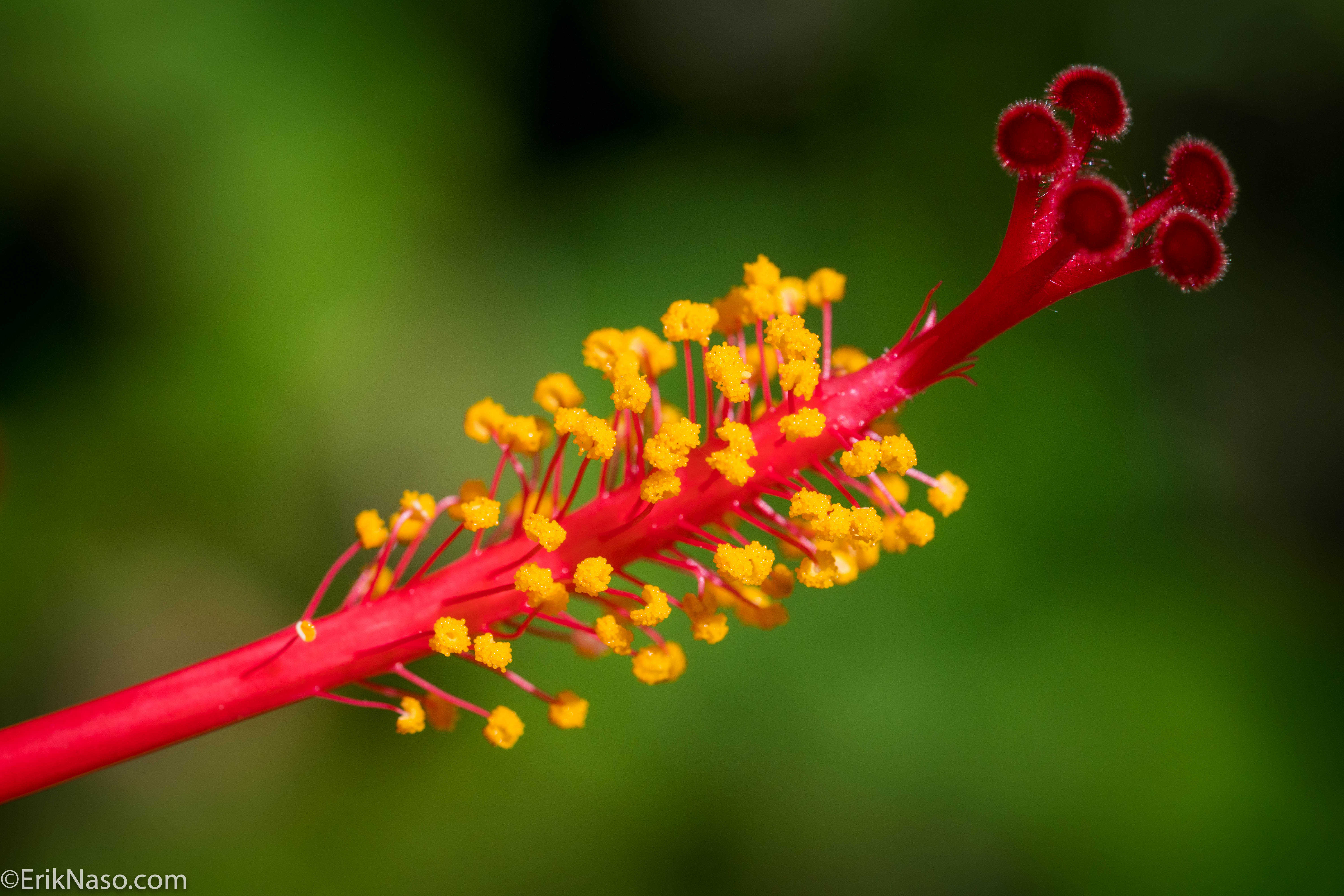 a6300 Spring Flowers