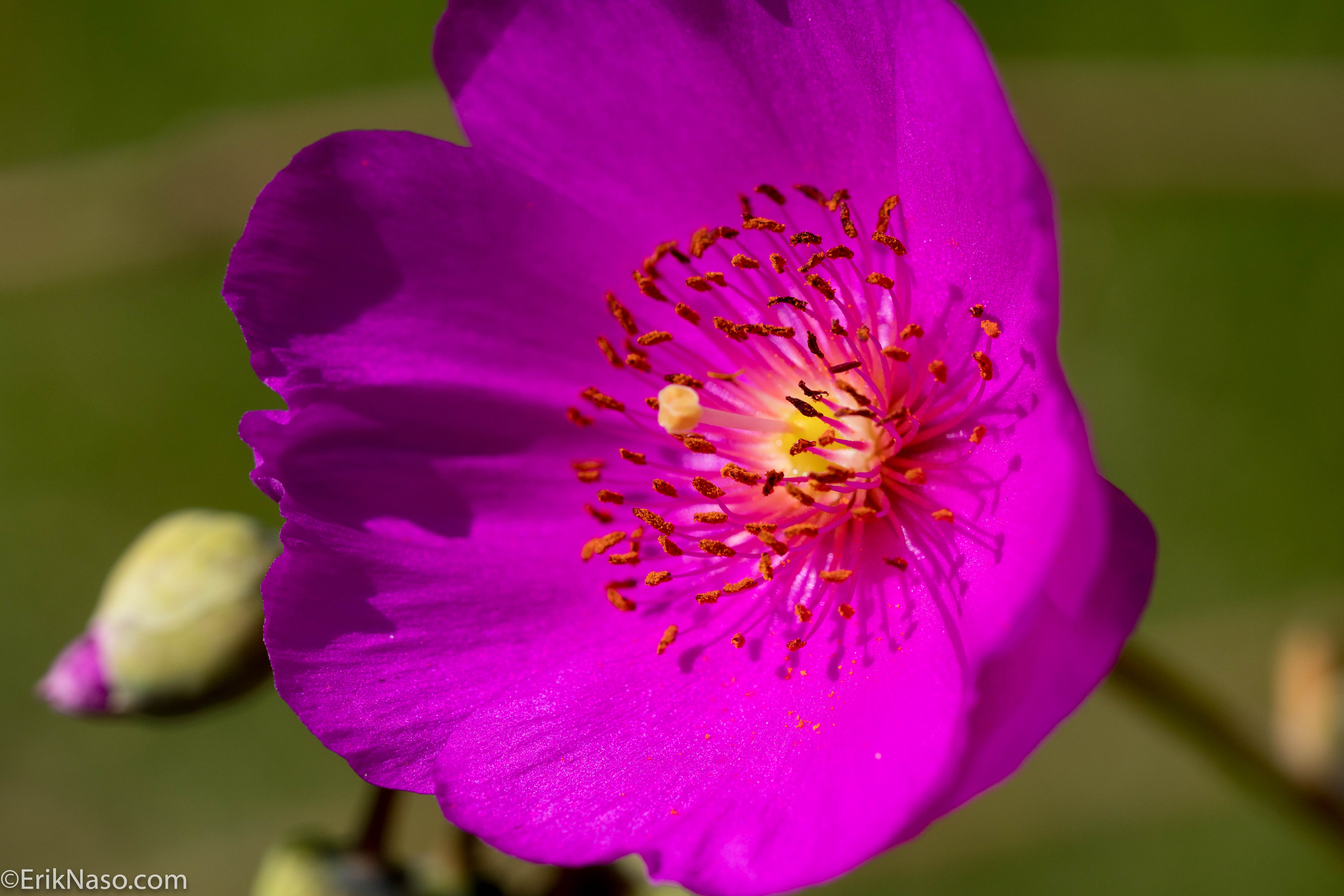 a6300 Spring Flowers_